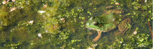 frog in protected wetland