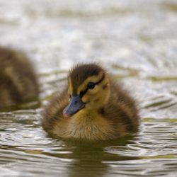 baby ducks in clean stream water